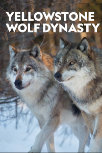 Cover Die Wölfe des Yellowstone, Poster Die Wölfe des Yellowstone