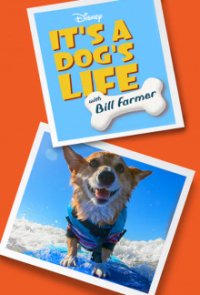 Ein Hundeleben mit Bill Farmer Cover, Online, Poster