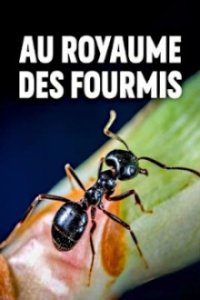 Im Königreich der Ameisen Cover, Online, Poster