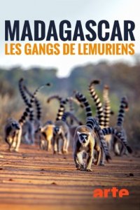Cover Madagaskar - Bandenkrieg der Lemuren, TV-Serie, Poster